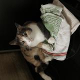 Photo de chat perdu à Gagny