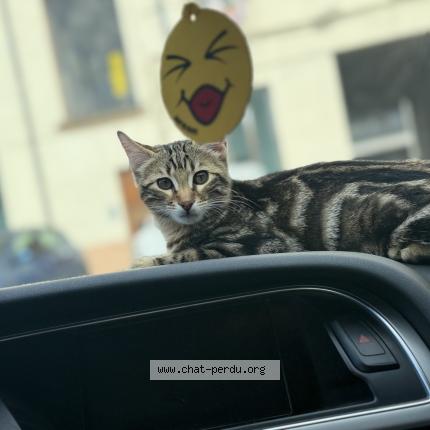 Photo 1/1 Tupac Chat perdu à Venissieux