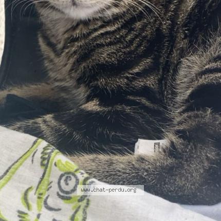 Photo 1/1 Channel Chat perdu à Arles