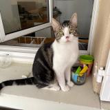 Photo de chat perdu à Le Plessis Bouchard