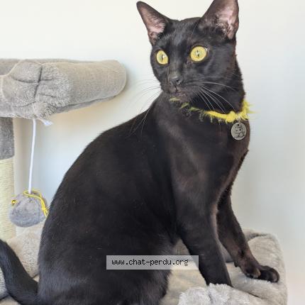 Photo 1/1 Bagheera Chat perdu à Amifontaine