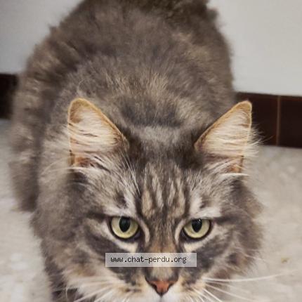 Photo 1/1 Tomy Chat perdu à Lillebonne