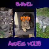 Photo de chat perdu à Villeron