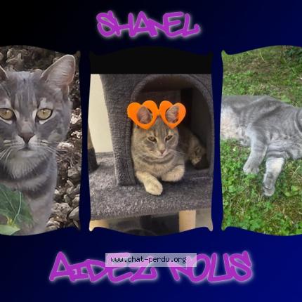 Photo 1/1 Shanel Chat perdu à Villeron