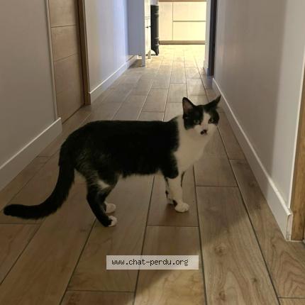 Photo 1/1 Émile Chat perdu à Trouville alliquerville