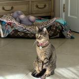 Photo de chat perdu à Sarasota