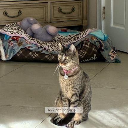 Photo 1/1 Dora Chat perdu à Sarasota