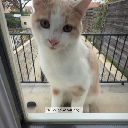 Photo 1/1 Cookie Chat perdu à Herblay