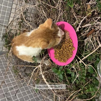 Photo 1/1 Chat trouvé Trouvé à Paris