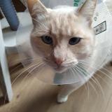 Photo de chat perdu à Montigny Les Metz