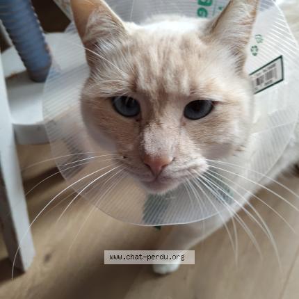 Photo 1/1 Chat retrouvé Perdu à Montigny Les Metz