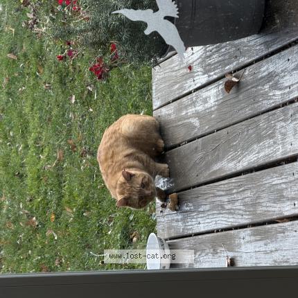 Photo 1/1 Chat trouvé Trouvé à Cayuga