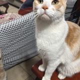 Photo de chat perdu à Santiago