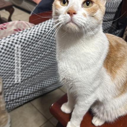 Photo 1/1 Lorenzo Chat perdu à Santiago