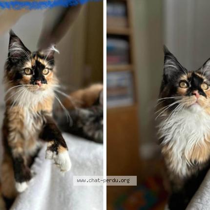 Photo 1/1 KOKO Mademoiselle Chat perdu à St jerome