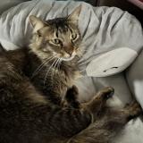 Photo de chat perdu à Sainte Clotilde