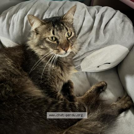Photo 1/1 Robin Chat perdu à Sainte clotilde