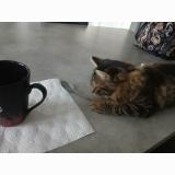 Photo de chat perdu à Le Breuil