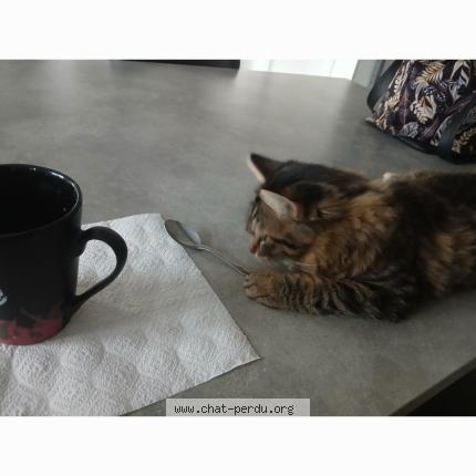Photo 1/1 Aladin Chat perdu à Le breuil