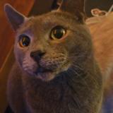 Photo de chat perdu à Surrey