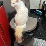 Photo de chat perdu à Guayaquil