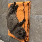 Photo de chat perdu à Pourrieres