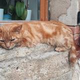 Photo de chat perdu à Saumont La Poterie