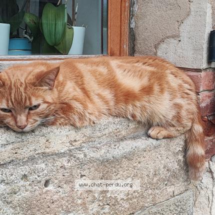 Photo 1/1 Chat retrouvé Perdu à Saumont La Poterie