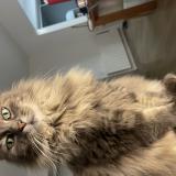 Photo de chat perdu à Lille