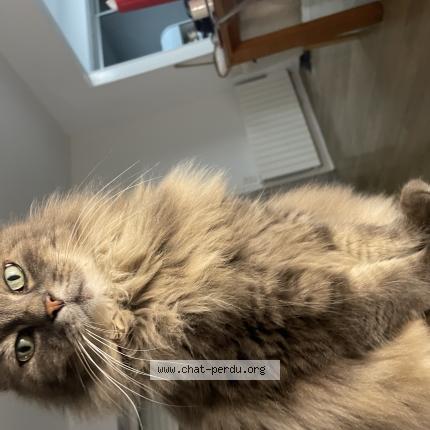 Photo 1/1 Haribo Chat perdu à Lille