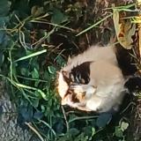 Photo de chat trouvé à Peyriac De Mer