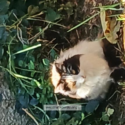 Photo 1/1 Chat retrouvé Trouvé à Peyriac de mer