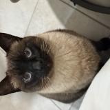 Photo de chat perdu à Decines Charpieu