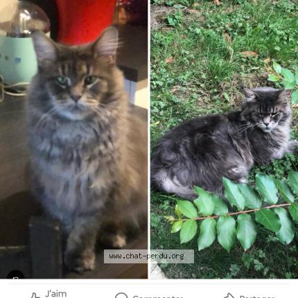 Photo 1/1 Chat retrouvé Perdu à Neuilly Sur Seine