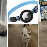 Photo de chat perdu à Pont Saint Martin