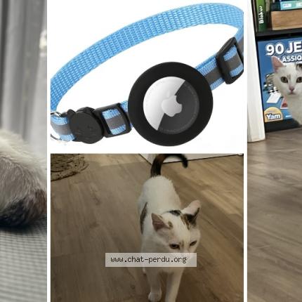 Photo 1/1 Chat retrouvé Perdu à Pont saint martin