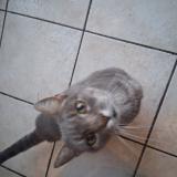 Photo de chat trouvé à La Sure En Chartreuse