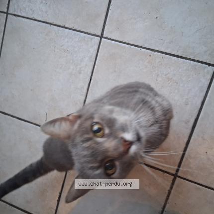 Photo 1/1 Chat trouvé Trouvé à La sure en chartreuse