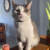 Photo de chat perdu à Balzac