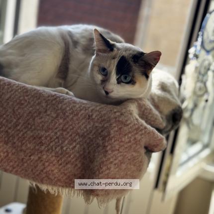 Photo 1/1 Pomme Chat perdu à Montfaucon