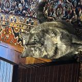 Photo de chat perdu à Plaisance Du Touch