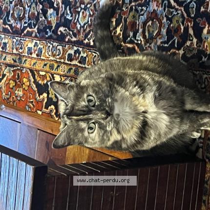 Photo 1/1 minou Chat perdu à Plaisance du touch