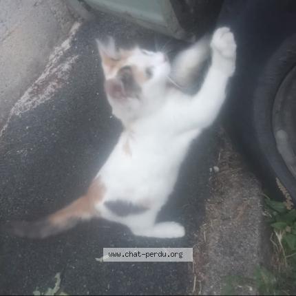 Photo 1/1 Ticha Chat perdu à Chateauroux