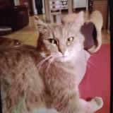 Photo de chat perdu à La Francheville