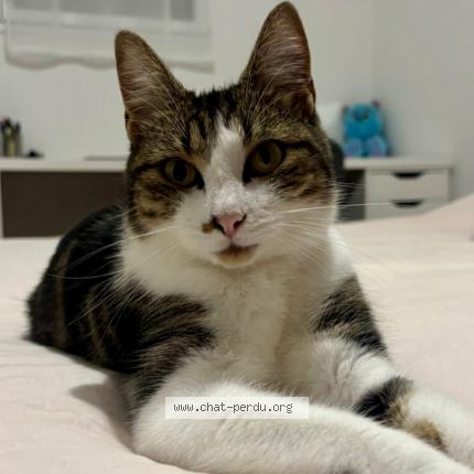 Photo 1/1 Mina Chat perdu à Caudan