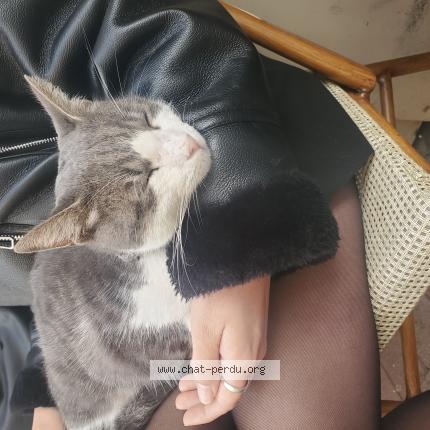 Photo 1/1 Chat trouvé Trouvé à Montpellier