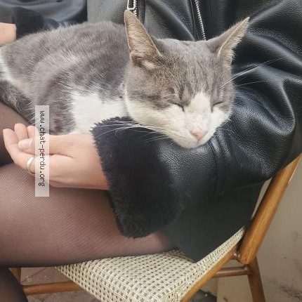 Photo 1/1 Chat trouvé Trouvé à Montpellier