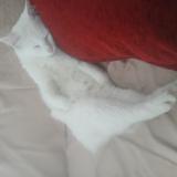 Photo de chat perdu à Vihiers