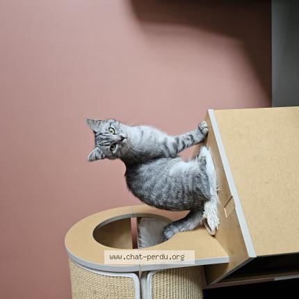 Photo 1/1 Nala Chat perdu à Vicq