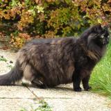 Photo de chat perdu à Gamaches